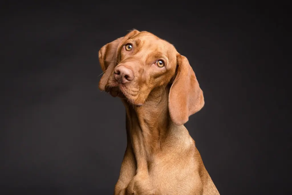 A vizsla tilting its head